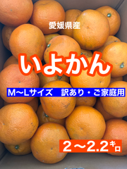 お試しに！！　訳あり！！愛媛県八幡浜産　伊予柑２〜２.２㌔　M〜Lサイズ