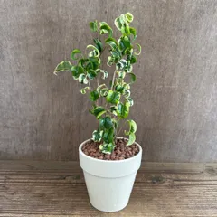 ★リメイク鉢★フィカス ベンジャミン シタシオン Ficus benjamina ‘Sitasion’ 現品 陶器鉢 ベージュ クワ科フィカス属  観葉植物 観葉 植物 珍奇植物 珍奇 珍しい 珍奇 レア 希少 インテリア プレゼント おしゃれ 斑入り