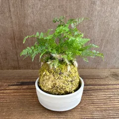 トキワシノブ 苔玉 皿付き 現品 Humata tyermannii Bear’s foot fern 羊歯 シダ 常盤忍 シノブ 猫の手シノブ 石化トキワシノブ 観葉植物 観葉 植物 インテリア プレゼント かわいい おしゃれ グリーン 盆栽 父の日