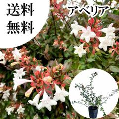 アデニア アクレアータ 挿し木 - メルカリ