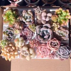 多肉植物　寄せ植えセット　詰め合わせ　カット苗