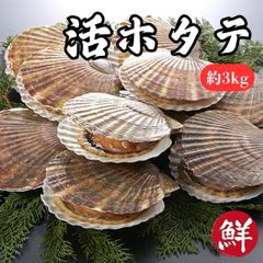 美品　オーストラリア産　磨き　シロチョウガイ　10枚セット　貝ボタン つなぎシェルパーツ-スティック(シロチョウガイ)【約4×26mm/1個 小物入れ