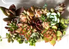 お弁当箱いっぱい⭐︎多肉弁当　エケベリアほか