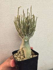 極美・白肌】オトンナ・フルカタ 塊根植物 コーデックス 発根済 - メルカリ