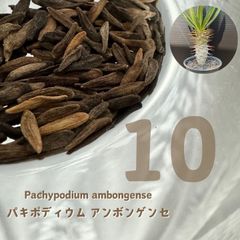 ○10粒○リピート続出○パキポディウム・アンボンゲンセ☆種子 - メルカリ