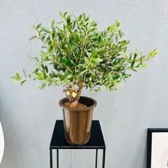 2026年最新】オリーブ ネバディロブランコの人気アイテム - メルカリ