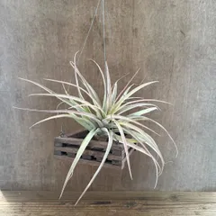 カピタータ ハンギング付き 現品 Tillandsia capitata ティランジア エアプランツ エアープランツ 観葉植物 観葉 植物 珍奇植物 珍奇 珍しい レア 希少 ハンギング 吊り下げ 吊るす インテリア プレゼント おしゃれ