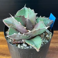 2026年最新】アガベ チタノタブルーの人気アイテム - メルカリ