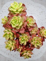 マジックジャムゴールド　B