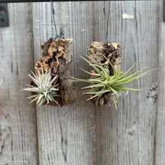 チランジア 2種セット コルク付き バンハイニンギー、不明種 ② 現品  Tillandsia ionantha var.vanhyningii ティランジア エアプランツ エアープランツ  観葉植物 観葉 植物  珍しい レア  ハンギング 吊るす 吊り下げ
