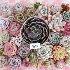 301 多肉植物寄せ植えセット
