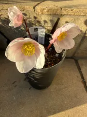 2026年最新】広瀬園芸の人気アイテム - メルカリ