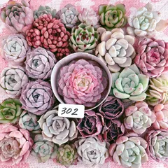 302 多肉植物寄せ植えセット