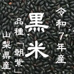 多肉植物 ハオルチア 令和7年4-6月採る オブツーサ錦 混合交配種子 100