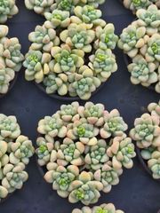 18株の抜き苗セット ドクターストレンジ 多肉植物 佐川急便発送