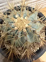 2026年最新】王冠竜の人気アイテム - メルカリ