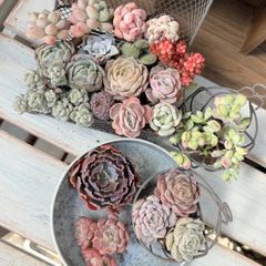 285 多肉植物寄せ植えセット - メルカリ