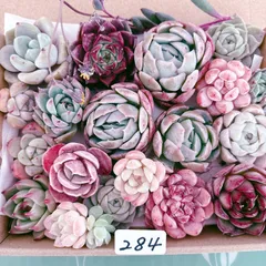 284.280  milk様 多肉植物寄せ植えセット