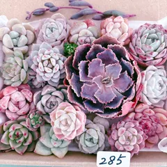 285 多肉植物寄せ植えセット