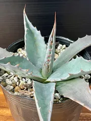 2026年最新】アガベ モンタナの人気アイテム - メルカリ