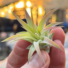 現品＊ 肉厚株＊ ビッグになる品種＊ チランジア イオナンタ ウアメルラ マキシマ Tillandsia ionantha Huamelula maxima＊エアプランツ＠フラワーショップ江口