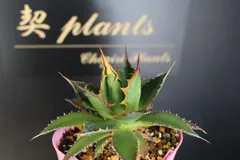 2026年最新】アガベ ホリダ（agave horrida ）の人気アイテム - メルカリ