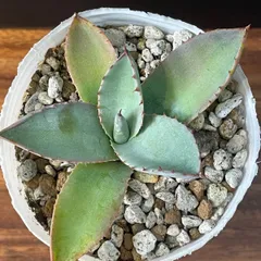 2026年最新】アガベ パリー トランカータ 丸葉の人気アイテム - メルカリ