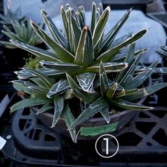 アガベ ビクトリアレジーナ 笹の雪 多肉植物 抜き苗 - メルカリ
