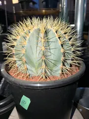 2026年最新】サボテン金冠竜の人気アイテム - メルカリ