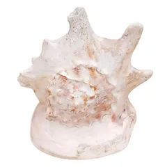 2026年最新】トウカムリの人気アイテム - メルカリ