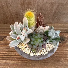 ★萬古焼　サボテン・ハオルチア・月兎耳 4種寄せ植え★ 観葉植物 観葉 植物  多肉植物 多肉 カクタス サボテン ハオルチア インテリア プレゼント ミニ 小さい おうち時間 カランコエ