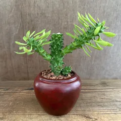 ★リメイク鉢★ モナデニウム 不明種 陶器鉢① 赤 現品 Monadenium トウダイグサ科 モナデニウム属 モナデニューム 観葉植物 観葉 植物  珍奇 珍しい レア 希少 塊根植物 塊根 コーデックス 多肉植物 多肉 インテリア グリーン アートプランツ