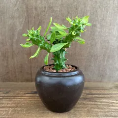 ★リメイク鉢★ モナデニウム 不明種 陶器鉢② 茶 現品 Monadenium トウダイグサ科 モナデニウム属 モナデニューム 観葉植物 観葉 植物  珍奇 珍しい レア 希少 塊根植物 塊根 コーデックス 多肉植物 多肉 インテリア グリーン アートプランツ