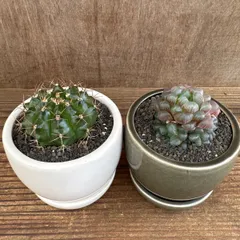 サボテン(翠晃冠)・ハオルチア不明 ２個セット 陶器鉢 現品 観葉植物 観葉 植物 多肉植物 多肉 カクタス サボテン さぼてん インテリア プレゼント グリーン プレゼント