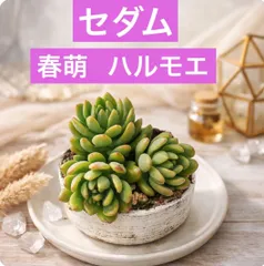 2026年最新】セダム 雫玉の人気アイテム - メルカリ