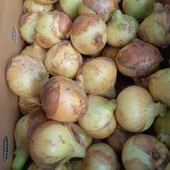 すしくいねぇ様　専用