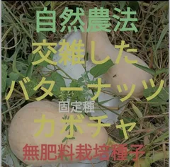 自然農法　交雑したバターナッツカボチャの種7粒