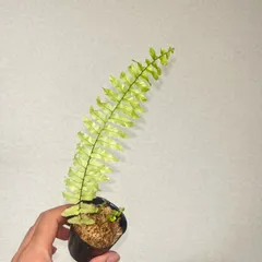 2026年最新】ネフロレピス ハッピーマーブルの人気アイテム - メルカリ