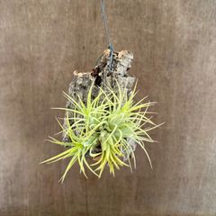 チランジア　イオナンタ　ドゥルイド　コルク付き　②　現品　Tillandsia ionantha　ティランジア エアプランツ エアープランツ ドゥルイド  観葉植物 観葉 植物  ハンギング 吊るす 吊り下げ