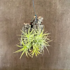 チランジア　イオナンタ　ドゥルイド　コルク付き　②　現品　Tillandsia ionantha　ティランジア エアプランツ エアープランツ ドゥルイド  観葉植物 観葉 植物  ハンギング 吊るす 吊り下げ