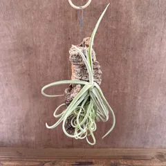チランジア ドゥラティ コルク付け 現品 Tillandsia duratii  ブロメリア科  ティランジア属 エアープランツ  観葉植物 観葉 植物 珍奇植物 珍奇 ハンギング 吊るす 吊り下げ インテリア プレゼント