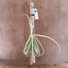 チランジア ドゥラティ 流木付き 現品 Tillandsia duratii  ブロメリア科  ティランジア属 エアープランツ  観葉植物 観葉 植物 珍奇植物 珍奇 ハンギング 吊るす 吊り下げ インテリア プレゼント