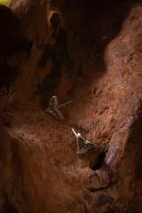 ハンドメイドピアス　No.0281