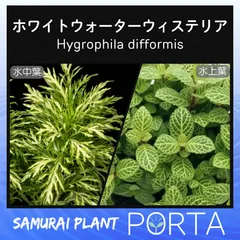 ホワイトウォーターウィステリア（無農薬）3本 水上葉のサムネイル