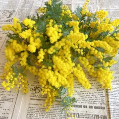 ミモザ　生花　フレッシュ　宅急便コンパクト　 2月中下旬以降〜発送
