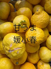 媛小春　訳あり　2ｋｇ　愛媛県産
