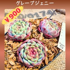 ☆チーズブルーベリー♪☆多肉植物【カット苗】 - メルカリ