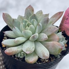 多肉植物♡アメイジンググレース❤︎抜き苗(根付き) - メルカリ