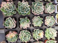 40株の抜き苗セット】乙女心 多肉植物 佐川急便発送 エケベリア 韓国苗