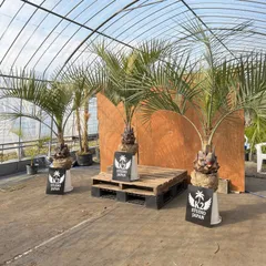 【当選者様専用】特大ココスヤシ🌴送料込み5,000円（抽選企画分）